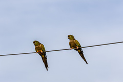 Cyanoliseus patagonus