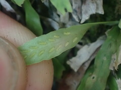 Notogrammitis ciliata