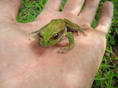 Gastrotheca riobambae