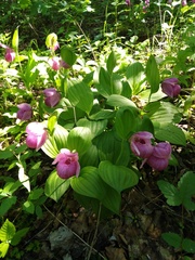 Cypripedium macranthos
