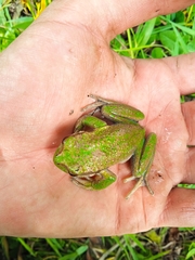 Gastrotheca riobambae
