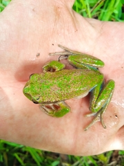 Gastrotheca riobambae