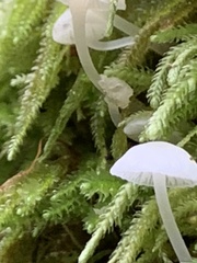 Mycena tenerrima
