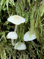 Mycena tenerrima