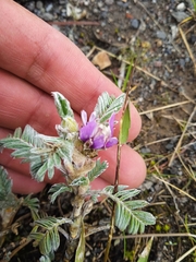 Astragalus geminiflorus