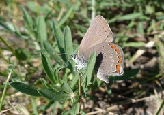 Satyrium titus