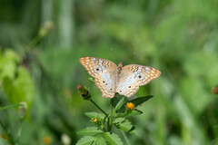 Anartia jatrophae