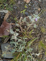Astragalus geminiflorus