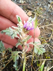 Astragalus geminiflorus