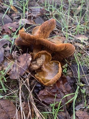 Omphalotus olivascens