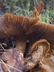 Omphalotus olivascens