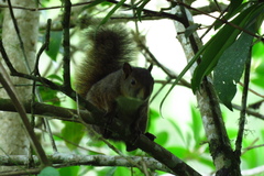 Sciurus pucheranii