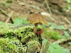 Boletellus chrysenteroides