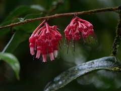 Psammisia ulbrichiana