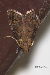 Polydesma umbricola
