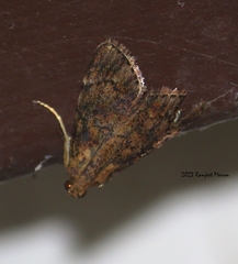 Polydesma umbricola