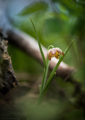 Fritillaria atropurpurea