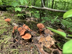 Lactarius camphoratus