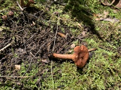 Lactarius camphoratus