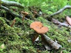 Lactarius camphoratus