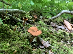 Lactarius camphoratus