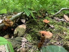 Lactarius camphoratus