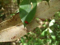 Lemodes coccinea