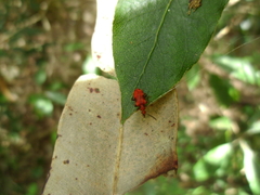 Lemodes coccinea