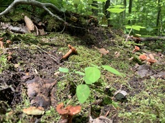 Lactarius camphoratus