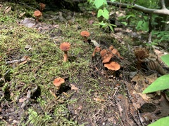 Lactarius camphoratus