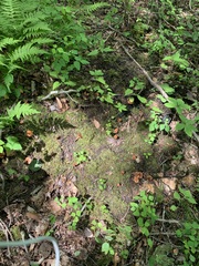 Lactarius camphoratus