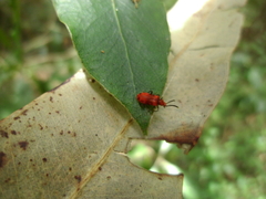 Lemodes coccinea