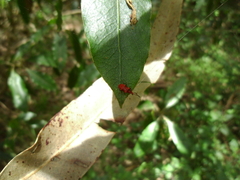 Lemodes coccinea