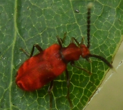 Lemodes coccinea