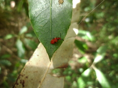 Lemodes coccinea