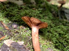 Lactarius camphoratus