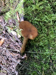 Lactarius camphoratus