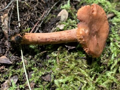 Lactarius camphoratus