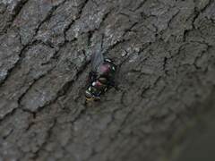 Rutilia quadripunctata