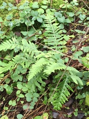 Polypodium calirhiza