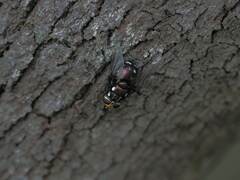 Rutilia quadripunctata
