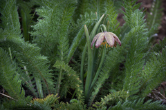 Fritillaria atropurpurea
