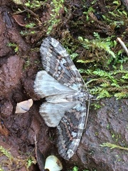 Hydriomena nubilofasciata