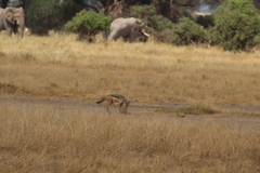 Lupulella mesomelas schmidti