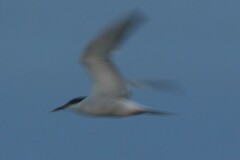 Sterna hirundo hirundo