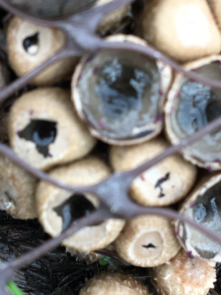 dungloving bird's nest fungus from Sonoma, California, United States on January 12, 2023 at 03