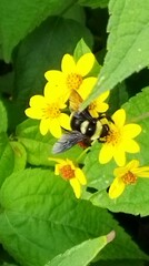 Bombus medius