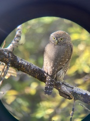 Glaucidium gnoma