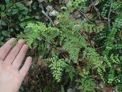 Lindsaea trichomanoides