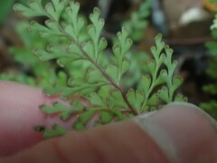 Lindsaea trichomanoides